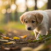 How Many Weeks Can a Puppy Start Eating Dog Food?