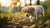 How Many Weeks Can a Puppy Start Eating Dog Food?