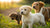How Many Weeks Can Puppy Eat Dog Food? Understanding the Weaning Process