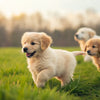 How Many Weeks Till Puppies Can Eat Dog Food: A Comprehensive Guide for Puppy Owners