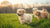How Many Weeks Till Puppies Can Eat Dog Food: A Comprehensive Guide for Puppy Owners
