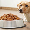 How Much Canned Dog Food Should You Feed a 10 lb Dog?