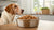 How Much Canned Dog Food Should You Feed a 20 Pound Dog?