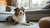 How Much Canned Food to Feed a 50 lb Dog: A Comprehensive Guide