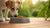 How Much Cat Food Can a Dog Eat Without Harm?-140140445935
