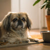 How Much Cheese Can a Dog Eat? A Comprehensive Guide for Pet Owners