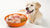 How Much Chicken for Dog by Weight: A Comprehensive Guide to Feeding Your Furry Friend