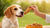 How Much Chicken to Feed Dog by Weight: A Comprehensive Guide for Pet Owners