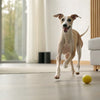 How Much Chocolate Can a Dog Eat? Understanding the Risks and Dangers