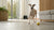 How Much Chocolate Can a Dog Eat? Understanding the Risks and Dangers