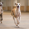How Much Chocolate Can Dogs Eat? Understanding the Risks and Precautions