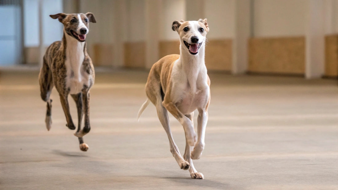 How Much Chocolate Can Dogs Eat? Understanding the Risks and Precautions