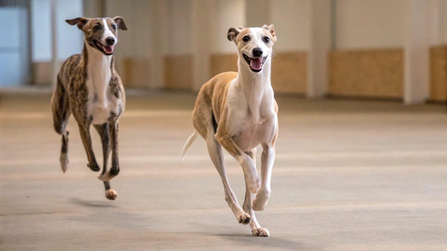 View of How Much Chocolate Can Dogs Eat? Understanding the Risks and ...