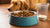 How Much Cooked Dog Food to Feed: A Comprehensive Guide for Pet Owners-140857475311