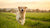 How Much Daily Exercise Does a Dog Need? A Comprehensive Guide for Pet Owners