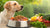 How Much Do I Feed My Dog Homemade Food? A Comprehensive Guide