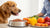 How Much Do I Feed My Dog Raw Food? A Comprehensive Guide for Dog Owners
