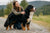 How Much Does a Bernese Mountain Dog Weight: A Complete Growth Guide