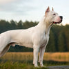 How Much Does a Dogo Argentino Weigh? Understanding the Size and Care of This Majestic Breed