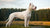 How Much Does a Dogo Argentino Weigh? Understanding the Size and Care of This Majestic Breed