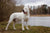How Much Does a Dogo Argentino Weight? A Guide to Size and Care