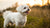 How Much Does a Maltese Dog Weigh? A Comprehensive Guide for Pet Owners