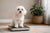 How Much Does a Maltese Dog Weight? Understanding the Scale