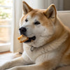 How Much Does Fresh Dog Food Cost? A Comprehensive Guide for Pet Owners