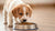 How Much Dog Food Can a Puppy Eat? Your Ultimate Guide to Optimal Puppy Nutrition
