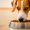 How Much Dog Food Do I Feed My Dog? A Guide to Perfect Portions