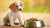 How Much Dog Food Do I Feed My Puppy? A Comprehensive Guide for New Pet Parents
