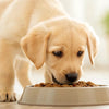 How Much Dog Food Do You Feed a Lab Puppy: A Comprehensive Guide for Pet Parents