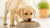 How Much Dog Food Do You Feed a Lab Puppy: A Comprehensive Guide for Pet Parents