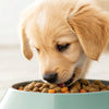 How Much Dog Food Do You Feed a Puppy? The Essential Guide for New Pet Owners