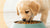 How Much Dog Food Do You Feed a Puppy? The Essential Guide for New Pet Owners