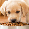 How Much Dog Food Do You Give a Puppy? A Comprehensive Guide for New Pet Owners