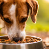 How Much Dog Food Does a Dog Need? A Comprehensive Guide for Loving Pet Owners
