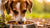 How Much Dog Food Does a Dog Need? A Comprehensive Guide for Loving Pet Owners-140859375855