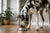 How Much Dog Food Does a Great Dane Eat?