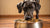 How Much Dog Food Does a Great Dane Eat? A Comprehensive Guide for Pet Owners