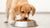 How Much Dog Food Does a Puppy Eat? A Comprehensive Guide for New Puppy Owners