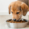 How Much Dog Food Does a Puppy Need? A Comprehensive Guide