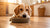 How Much Dog Food Does My Dog Need? A Comprehensive Feeding Guide for Pet Parents-140853477615