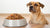 How Much Dog Food for a 100 lb Dog: A Comprehensive Guide for Pet Owners-140859244783