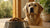 How Much Dog Food for a 100 Pound Dog: A Comprehensive Guide-140853215471