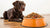 How Much Dog Food for a 25 lb Dog: A Comprehensive Guide for Pet Owners-140852396271
