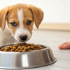 How Much Dog Food for a 2 Months Old Puppy: The Ultimate Guide