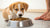 How Much Dog Food for a 2 Months Old Puppy: The Ultimate Guide