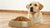 How Much Dog Food for a 30 lb Dog: A Comprehensive Guide