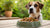 How Much Dog Food for a 30 lb Dog: Your Complete Feeding Guide